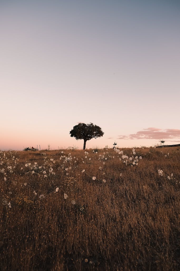 A peaceful meadow landscape with a single tree at sunset, creating a tranquil ambiance.