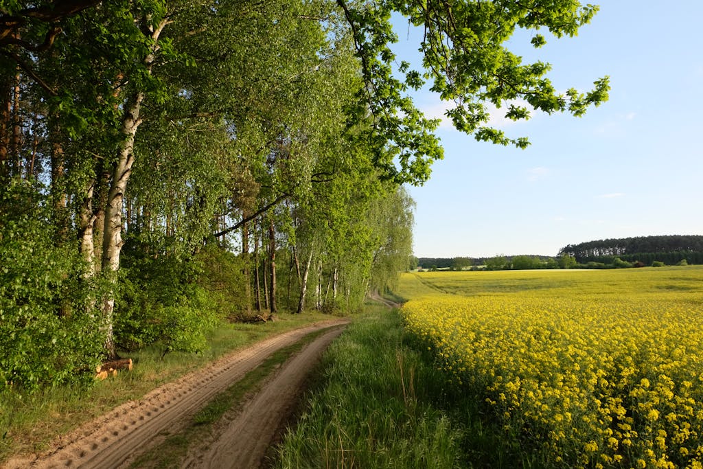 A picturesque country path bordered by birch trees and vibrant yellow rapeseed fields under a clear sky.